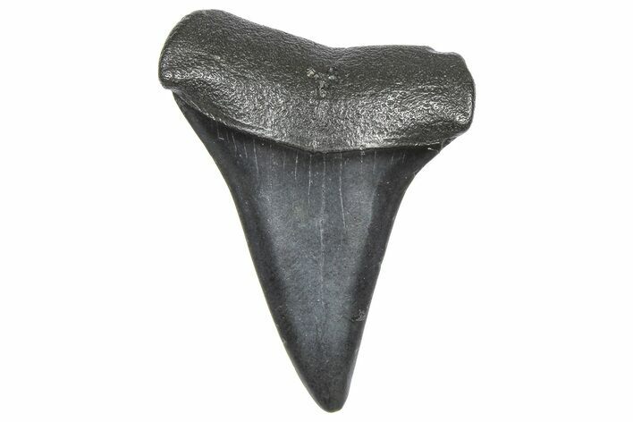 Fossil Broad-Toothed Mako Tooth - South Carolina #360862